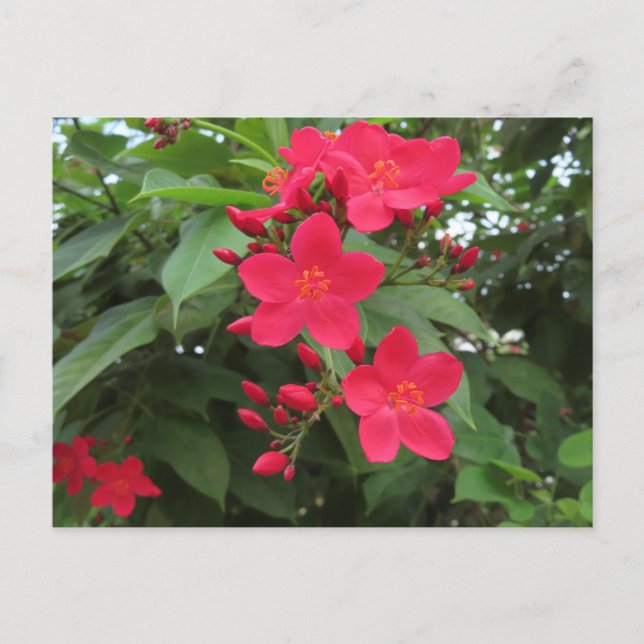 Red Jatropha Flowers Postkarte (Vorderseite)