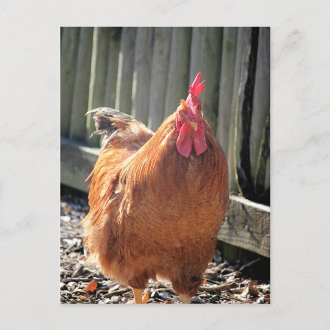 Red Jigsaw Postkarte (Vorderseite)