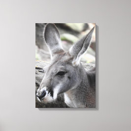 Red Kangaroo Leinwanddruck