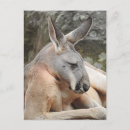 Red Kangaroo Postcard Postkarte