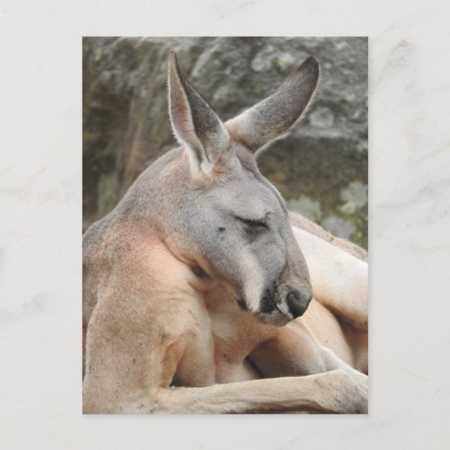 Red Kangaroo Postcard Postkarte (Vorderseite)