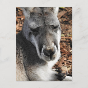 Red Kangaroo Postkarte