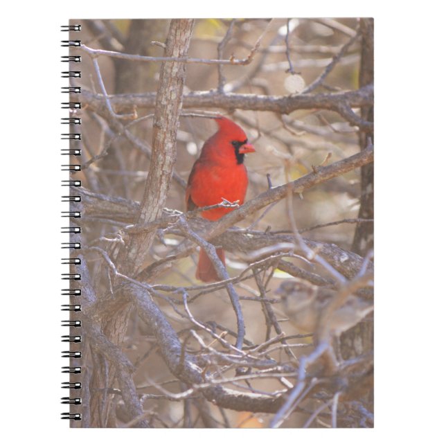 Red Kardinal Bird im Tree Notebook Journal Notizblock (Vorderseite)