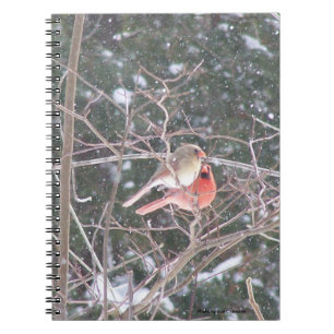 Red Kardinal Bird Notizblock