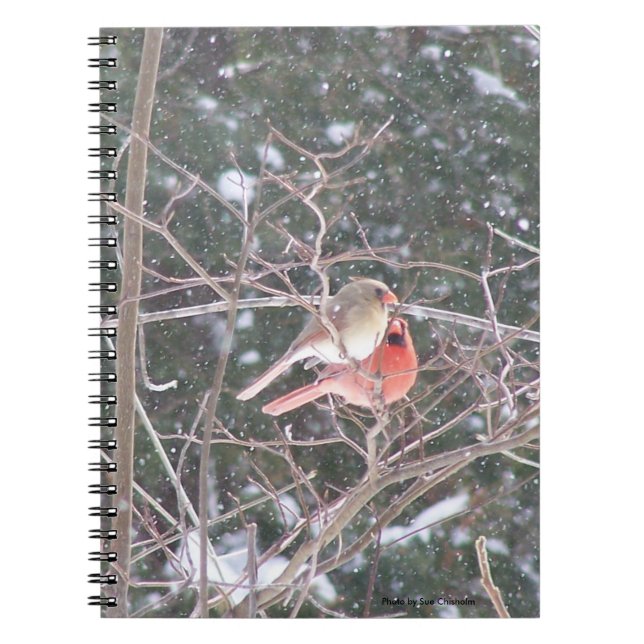 Red Kardinal Bird Notizblock (Vorderseite)