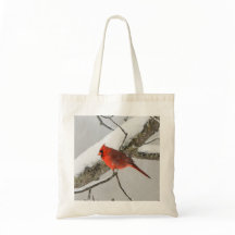 Red Kardinal Bird Winter
