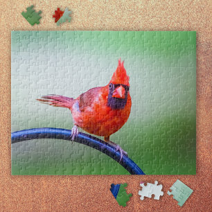 Red Kardinal Foto mit lustigen Ausdrücken