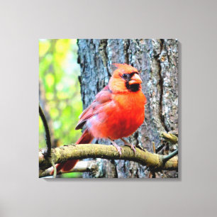 Red Kardinal Summer Square Print Leinwanddruck