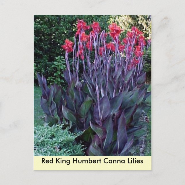 Red King Humbert Canna Lilies Postkarte (Vorderseite)
