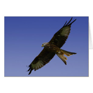 Red Kite 1
