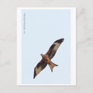 Red Kite in Sky Postkarte