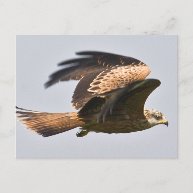 Red Kite Postcard Postkarte (Vorderseite)