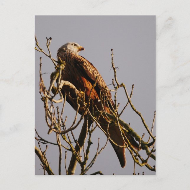 Red Kite Postcard Postkarte (Vorderseite)