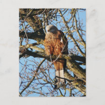 Red Kite Postcard