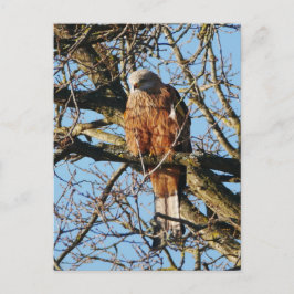Red Kite Postcard Postkarte