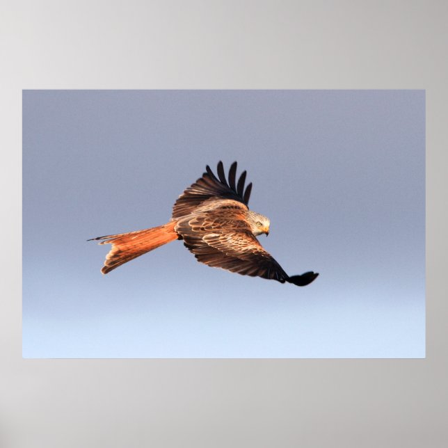 Red Kite Print Poster (Vorne)