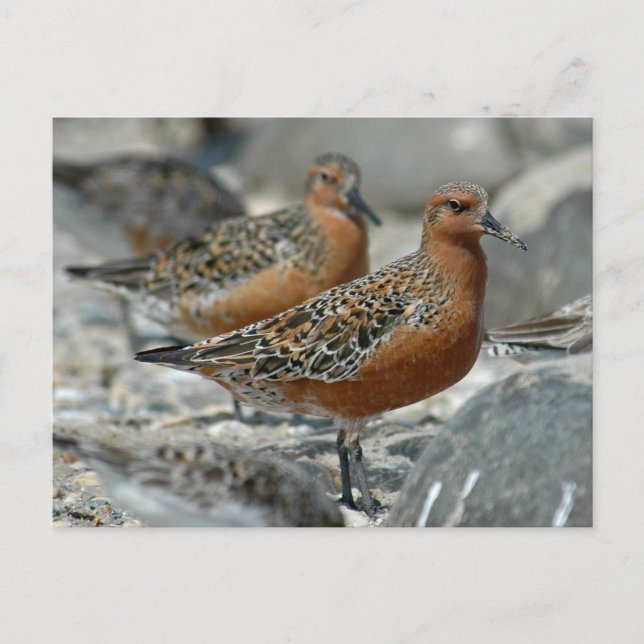 Red Knot Postkarte (Vorderseite)