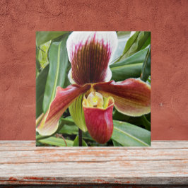 Red Lady Slipper Orchid Floral Fliese