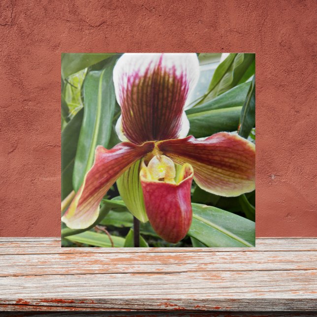 Red Lady Slipper Orchid Floral Fliese (In Situ)