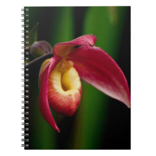 Red Lady Slippers Orchid Notizblock
