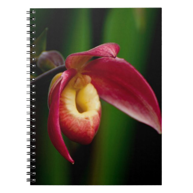 Red Lady Slippers Orchid Notizblock (Vorderseite)