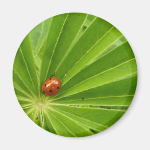 Red Ladybird sur le aimant Lupin Leaf