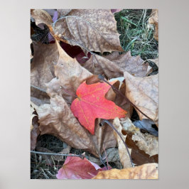 Red Leaf Foto Poster
