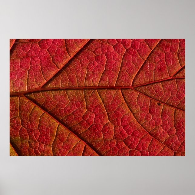 RED LEAF POSTER (Vorne)