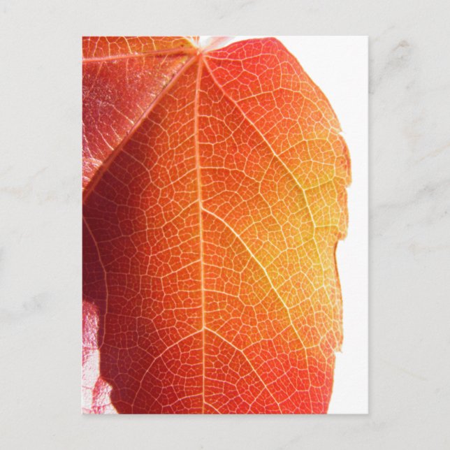 Red Leaf Postkarte (Vorderseite)