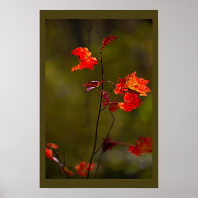 Red Leaves and Branches Poster (Vorne)