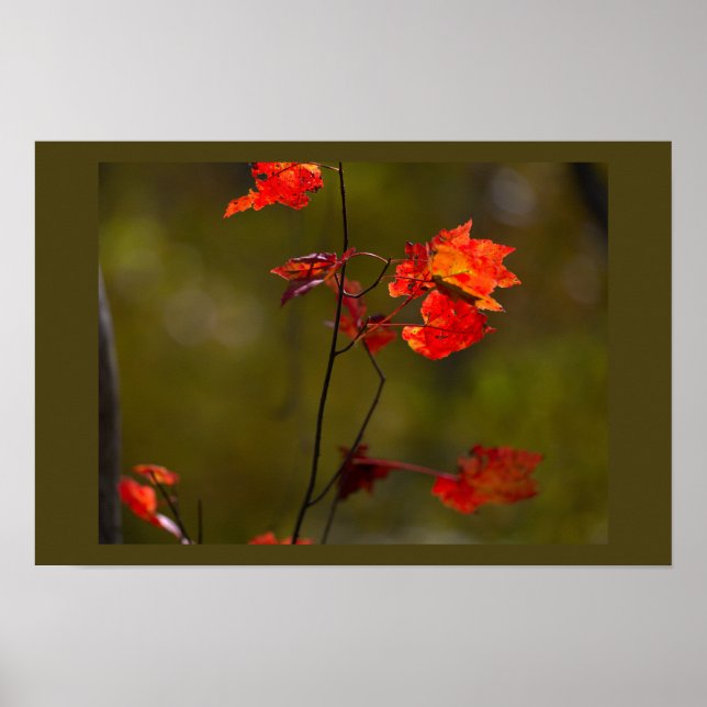 Red Leaves and Branches Poster (Vorne)