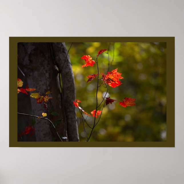 Red Leaves and Branches Poster (Vorne)