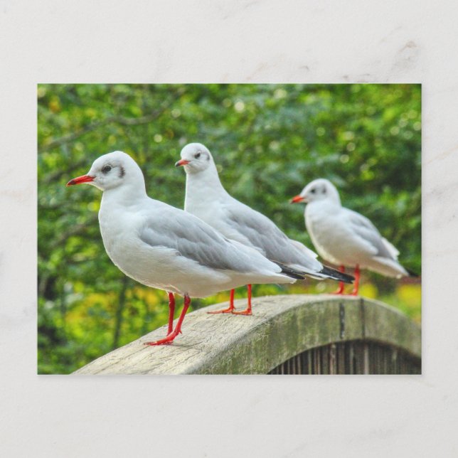 Red Leged Kittiwakes Postkarte (Vorderseite)