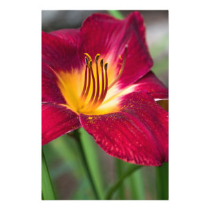 Red Lily Blume Fotodruck