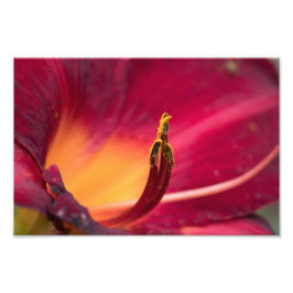 Red Lily Blume Macro Fotodruck