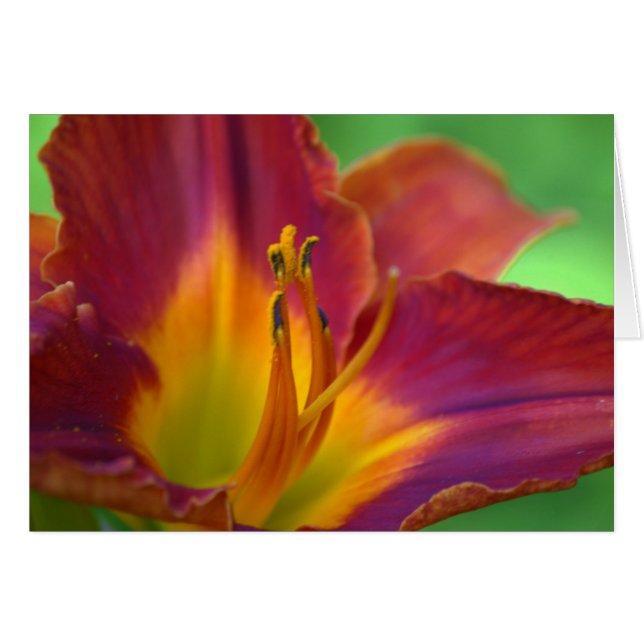 Red Lily Blume Nah Up Note Card (Vorderseite (Horizontal))