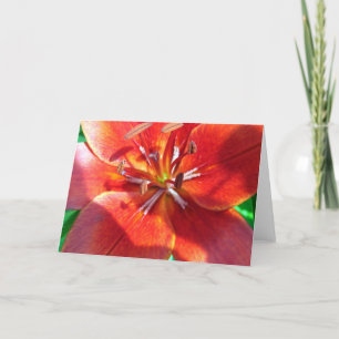 Red Lily Karte