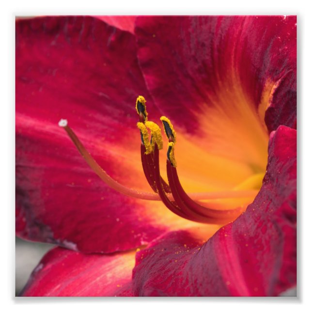 Red Lily Macro Blume Fotodruck (Vorne)