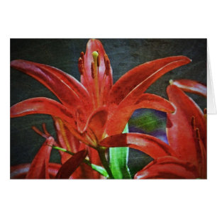 Red Lily Textured by Shirley Taylor