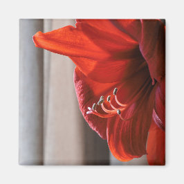 Red Lion Amaryllis Blume Macro Foto Magnet