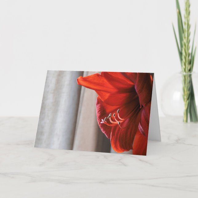 Red Lion Amaryllis Blume Neujahrskarte Feiertagskarte (Vorderseite)