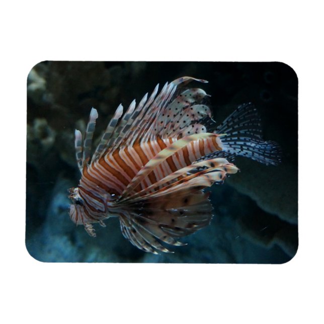 Red Lionfish Foto Magnet (Horizontal)