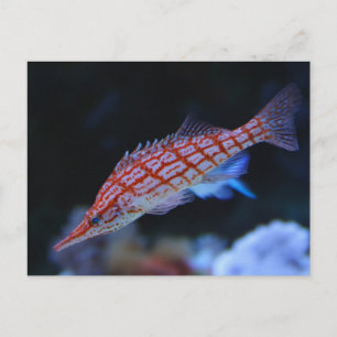 Red Longnose Hawkfish Postkarte