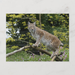 Red Lynx auf einer Baumzweigung Postkarte
