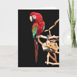 Red Macaw Card für jeden Fall Karte