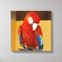 Red Macaw Tropical Parrot in Mexiko