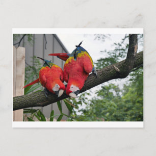 Red Macaws 1.JPG Postkarte