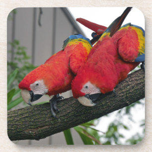 Red Macaws 2.JPG Getränkeuntersetzer