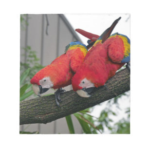 Red Macaws 2.JPG Notizblock