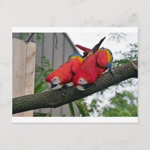 Red Macaws 2.JPG Postkarte
